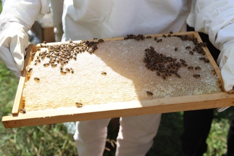 Ordu'da Arıcılara Varroa İlacı Desteği Sağlanacak