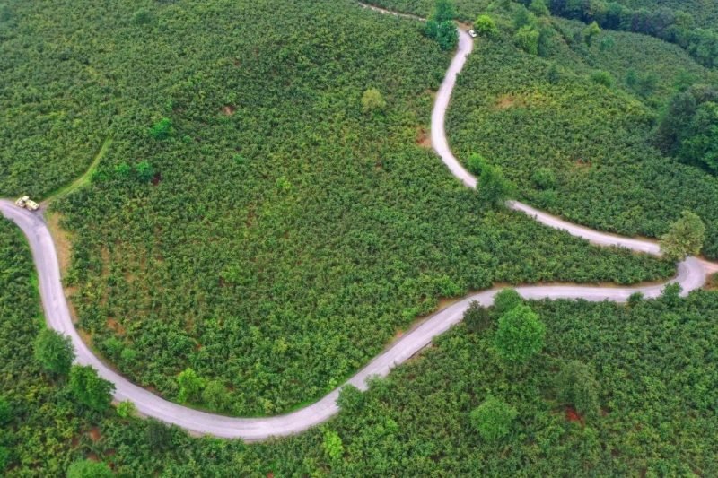 Ordu Ulubey'de 7 Kilometrelik Grup Yolu Asfaltı Tamamlandı