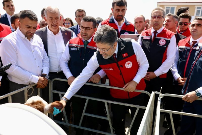 Büyükbaş Hayvanlar Dijital Kimlik Kazanıyor: GEKİS Kars'ta Uygulanmaya Başlandı