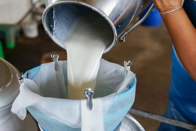 Haziran'da Ticari Süt Toplama Miktarı Yıllık Yüzde 6,5 Artış Gösterdi