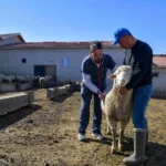 Ankara Büyükşehir Belediyesi veterinerlik hizmetleriyle kırsal üreticilere destek veriyor