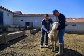 Ankara Büyükşehir Belediyesi veterinerlik hizmetleriyle kırsal üreticilere destek veriyor