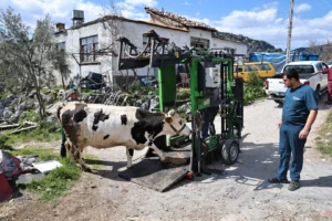 Antalya Büyükşehir Belediyesi, çiftçilere yönelik ücretsiz tırnak bakım hizmeti veriyor.