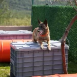 Arama kurtarma köpekleri ve Royal Canin iş birliği kapsamında düzenlenen simülasyon