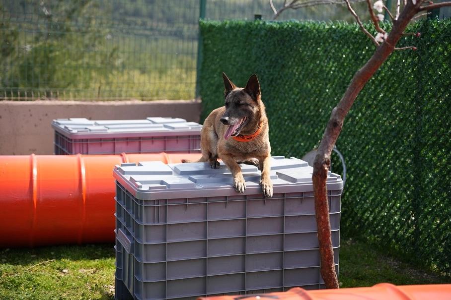 Arama kurtarma köpekleri ve Royal Canin iş birliği kapsamında düzenlenen simülasyon