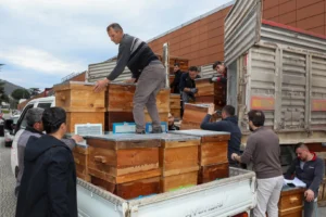 Bursa'da arıcılık faaliyetlerini destekleyen Büyükşehir Belediyesi'nin kovan teslim töreni