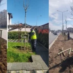 Bursa'da 700 adet ulu çınar fidanı dikiliyor, şehrin tarihi mirasına yeşil bir katkı sunuluyor.