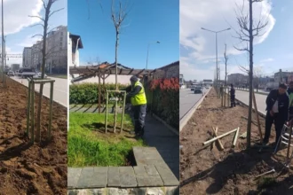 Bursa'da 700 adet ulu çınar fidanı dikiliyor, şehrin tarihi mirasına yeşil bir katkı sunuluyor.