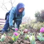 Osmangazi'de bahar renkleri ve çiçeklerle dolu sokaklar