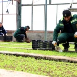 Diyarbakır Büyükşehir Belediyesi seralarında üretilen milyonlarca Çin karanfili fidesi