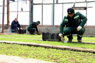 Diyarbakır Büyükşehir Belediyesi seralarında üretilen milyonlarca Çin karanfili fidesi