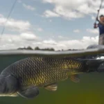 İç sularda sazangiller için av yasağı başladı