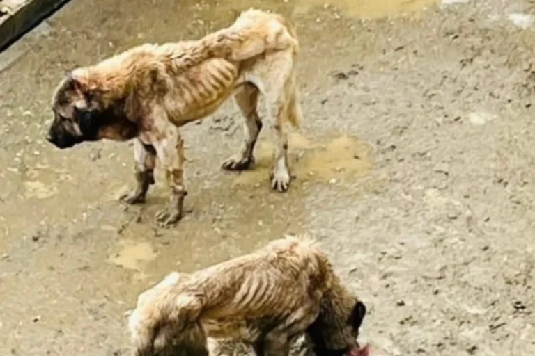 Bozüyük Doğal Yaşam Alanı'ndaki hayvanların yaşam koşullarıyla ilgili Bozüyük Kaymakamlığı inceleme başlattı.
