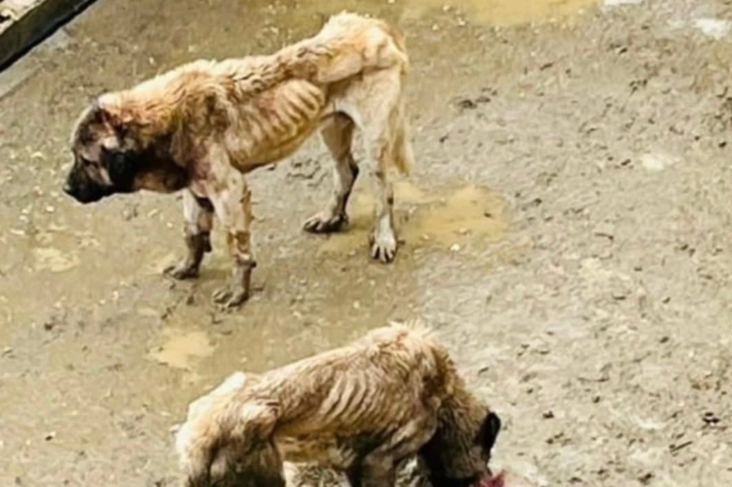 Bozüyük Doğal Yaşam Alanı'ndaki hayvanların yaşam koşullarıyla ilgili Bozüyük Kaymakamlığı inceleme başlattı.