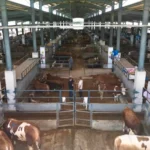 İnegöl Belediyesi Hayvan Pazarı Kotra İhale Tarihi Açıklandı