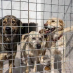 İzmir Bornova'da sokak hayvanlarına yönelik takviye edici gıda desteği.