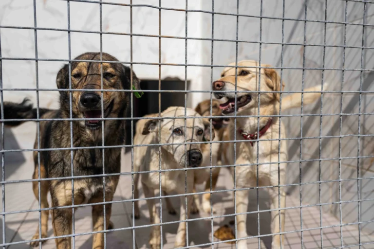İzmir Bornova'da sokak hayvanlarına yönelik takviye edici gıda desteği.