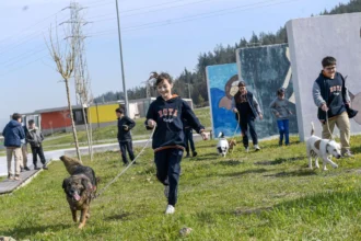 İzmir'de bakımevinde yuva bekleyen köpek ve kediler