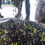 İzmir zeytini ve zeytinyağının markalaşması için kurulan Zeytin Bilim Kurulu