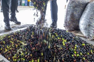 İzmir zeytini ve zeytinyağının markalaşması için kurulan Zeytin Bilim Kurulu