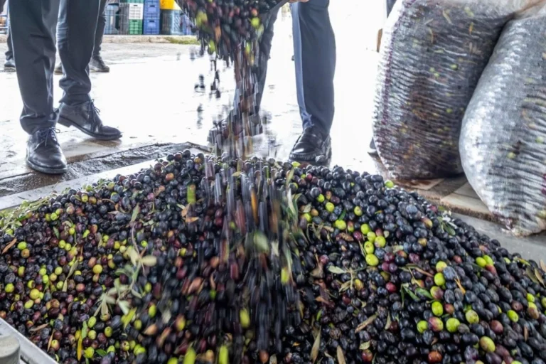İzmir zeytini ve zeytinyağının markalaşması için kurulan Zeytin Bilim Kurulu