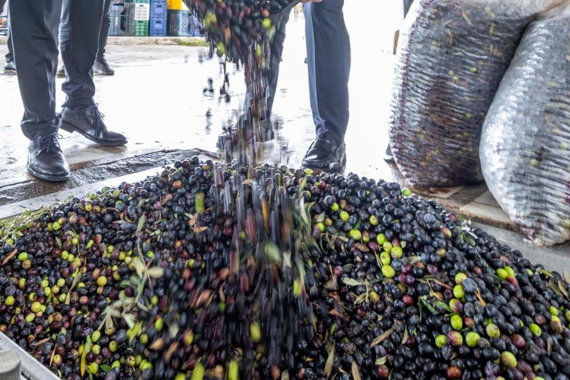 İzmir zeytini ve zeytinyağının markalaşması için kurulan Zeytin Bilim Kurulu
