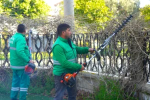 Muğla Milas'ta belediye ekipleri park ve bahçelerde ilkbahar bakım ve budama çalışmalarını sürdürüyor.