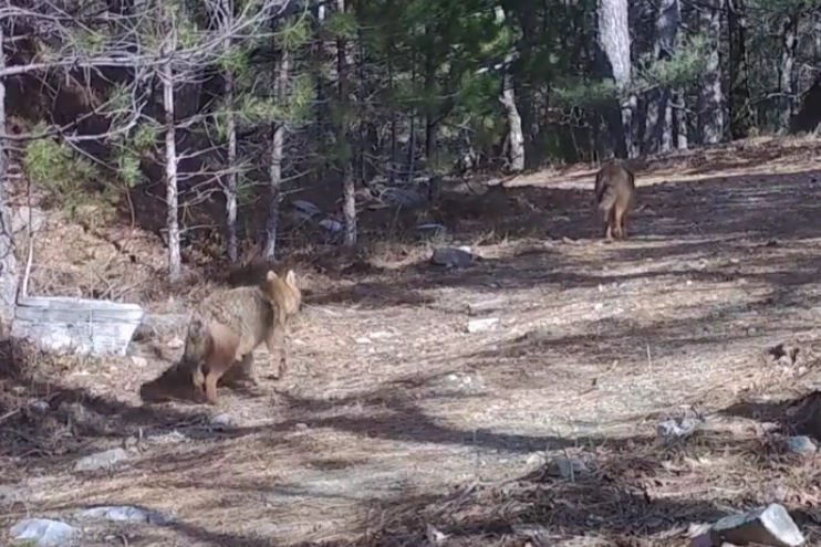 Bursa ormanlarında fotokapana yansıyan iki altın çakal doğal ortamında görülüyor.
