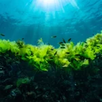 Prof. Dr. Mustafa Sarı, tatlı su kaynaklarının tükenmesi ve suyun yaşam alanı olması hakkında açıklama yapıyor.