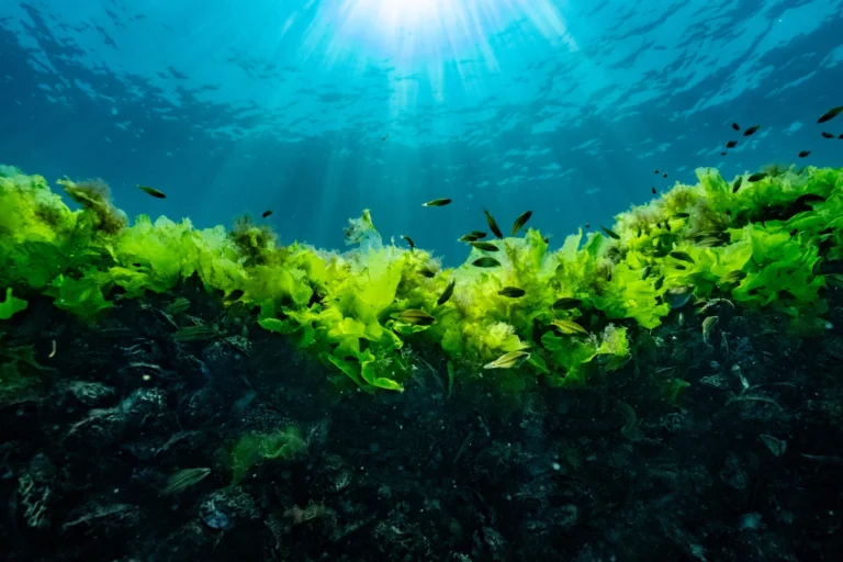 Prof. Dr. Mustafa Sarı, tatlı su kaynaklarının tükenmesi ve suyun yaşam alanı olması hakkında açıklama yapıyor.