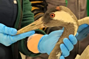 Sakarya'dan getirilen yaralı turna, Kocaeli Ormanya'da tedavi ediliyor.