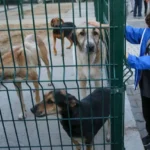 Karşıyaka, Çiğli ve Bayraklı belediyeleri sokak hayvanları için Kuzey Aksı Doğal Yaşam Alanı projesinde iş birliği yaptı.