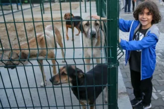 Karşıyaka, Çiğli ve Bayraklı belediyeleri sokak hayvanları için Kuzey Aksı Doğal Yaşam Alanı projesinde iş birliği yaptı.