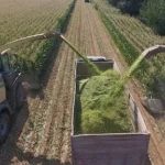 TİGEM tarafından düzenlenen 1.500 ton mısır silajı hizmet alımı ihalesi detayları