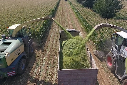 TİGEM tarafından düzenlenen 1.500 ton mısır silajı hizmet alımı ihalesi detayları