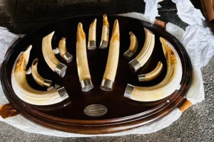 Trabzon Limanı'nda yaban hayatı kaçakçılığı operasyonunda ele geçirilen 19 kargo.