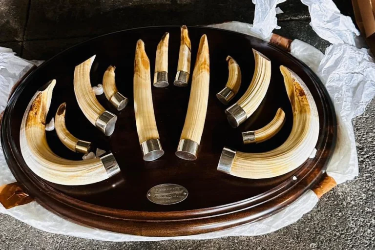 Trabzon Limanı'nda yaban hayatı kaçakçılığı operasyonunda ele geçirilen 19 kargo.