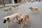Yozgat'ta köpek sahipleri için mikroçip ve kuduz aşısı zorunluluğu başladı, kurallara uymayanlara yüksek cezalar uygulanacak.