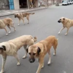 Yozgat'ta köpek sahipleri için mikroçip ve kuduz aşısı zorunluluğu başladı, kurallara uymayanlara yüksek cezalar uygulanacak.