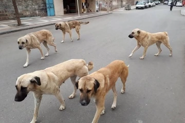 Yozgat'ta köpek sahipleri için mikroçip ve kuduz aşısı zorunluluğu başladı, kurallara uymayanlara yüksek cezalar uygulanacak.
