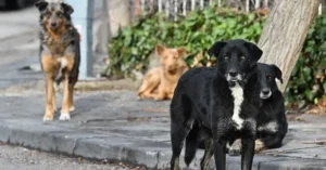 İstanbul'da sokak köpeklerinin toplanması için valilik tarafından belediyelere verilen süre ve uyarılar