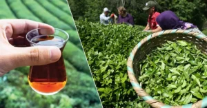 Türk çayı ihracatında rekor artışını gösteren grafik