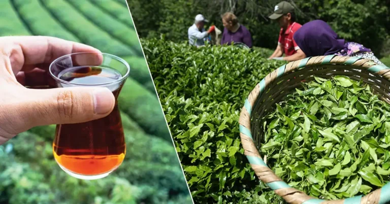 Türk çayı ihracatında rekor artışını gösteren grafik