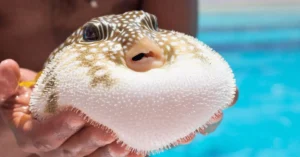 Akdeniz ve Ege Denizi'nde balon balığı istilasına karşı mücadele ve avcılara verilen teşvikler.