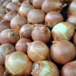 Türk kuru soğanı ihracatı artış gösteriyor, hedef 100 milyon dolar