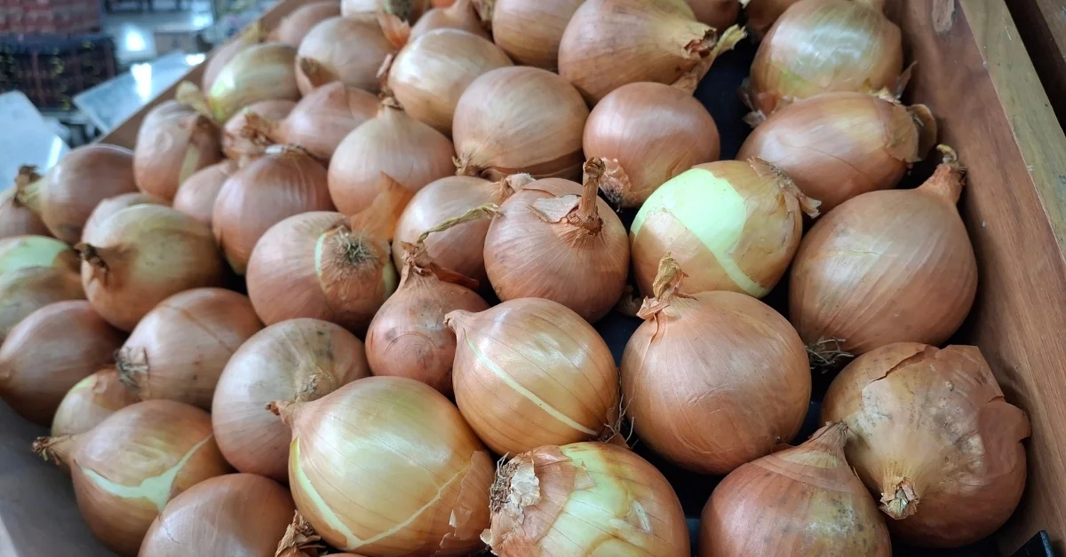 Türk kuru soğanı ihracatı artış gösteriyor, hedef 100 milyon dolar