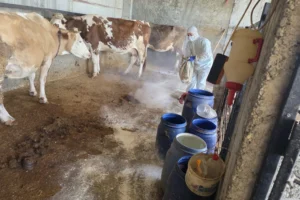 Adıyaman'da hayvanlara zoonoz hastalıklara karşı aşı yapılıyor