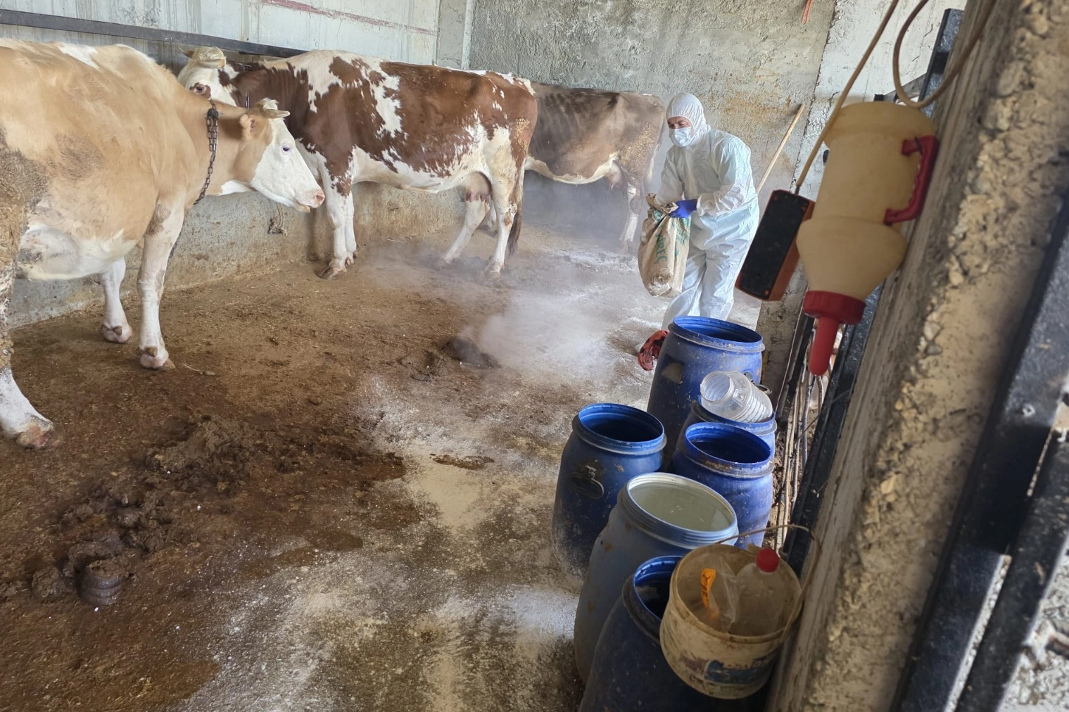 Adıyaman'da hayvanlara zoonoz hastalıklara karşı aşı yapılıyor