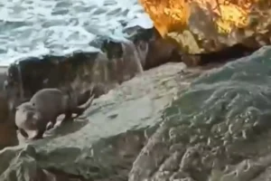 Akçakoca'da kayalık alanda görüntülenen su samuru Sumrucuk