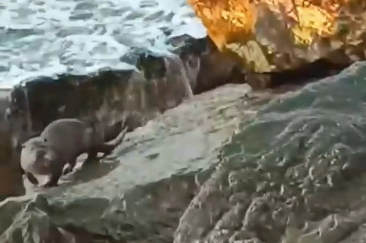 Akçakoca'da kayalık alanda görüntülenen su samuru Sumrucuk